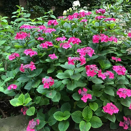 Le Ortensie Di Via Rossetti * Триест