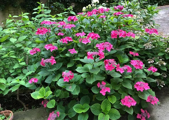 Le Ortensie Di Via Rossetti * Triest