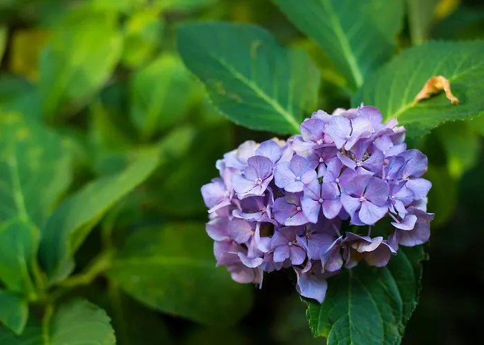 Nocleg ze śniadaniem Le Ortensie Di Via Rossetti
