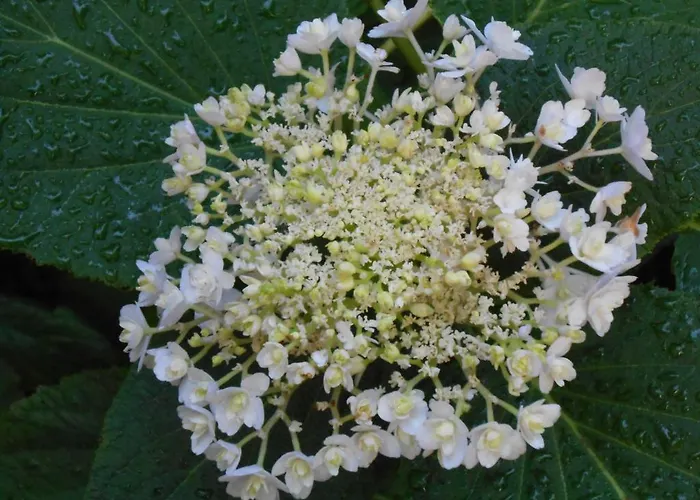 Nocleg ze śniadaniem Le Ortensie Di Via Rossetti